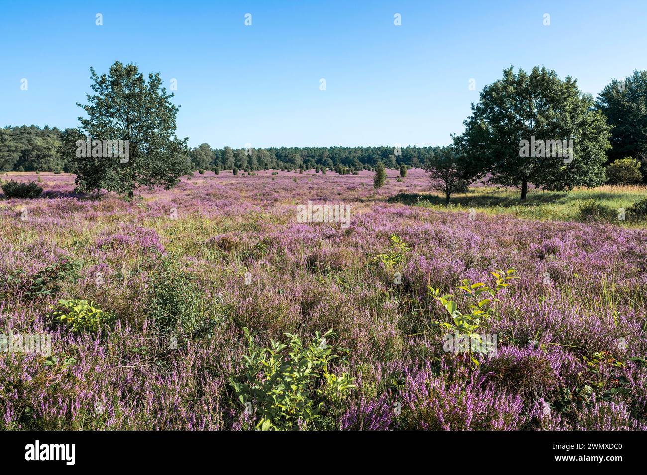 Paysage de bruyère, bruyère commune en fleurs (Calluna vulgaris), ciel bleu, Lueneburg Heath, Basse-Saxe, Allemagne Banque D'Images