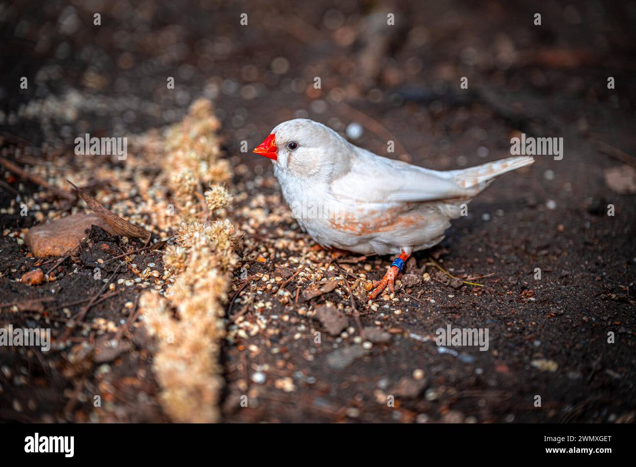 finnois zèbre australien blanc (Teaniopygia guttata castanotis) assis sur le sol à côté d'un épi de millet, Eisenberg, Thuringe, Allemagne Banque D'Images