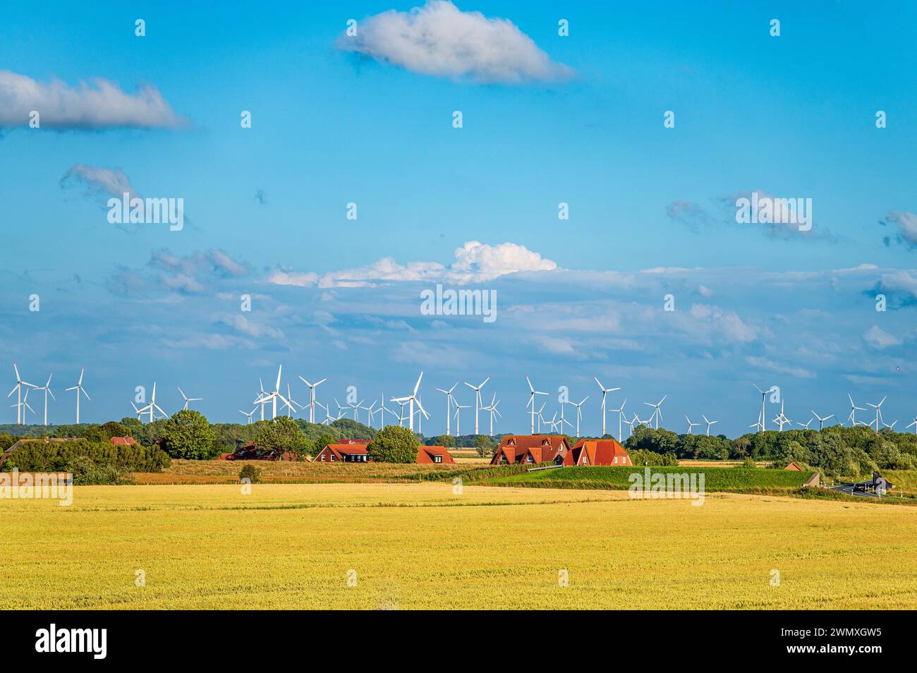 Scène rurale avec des éoliennes derrière un champ jaune doré et des fermes sous un ciel bleu nuageux, parc éolien près de Nessmersiel, Dornum, Frise orientale Banque D'Images
