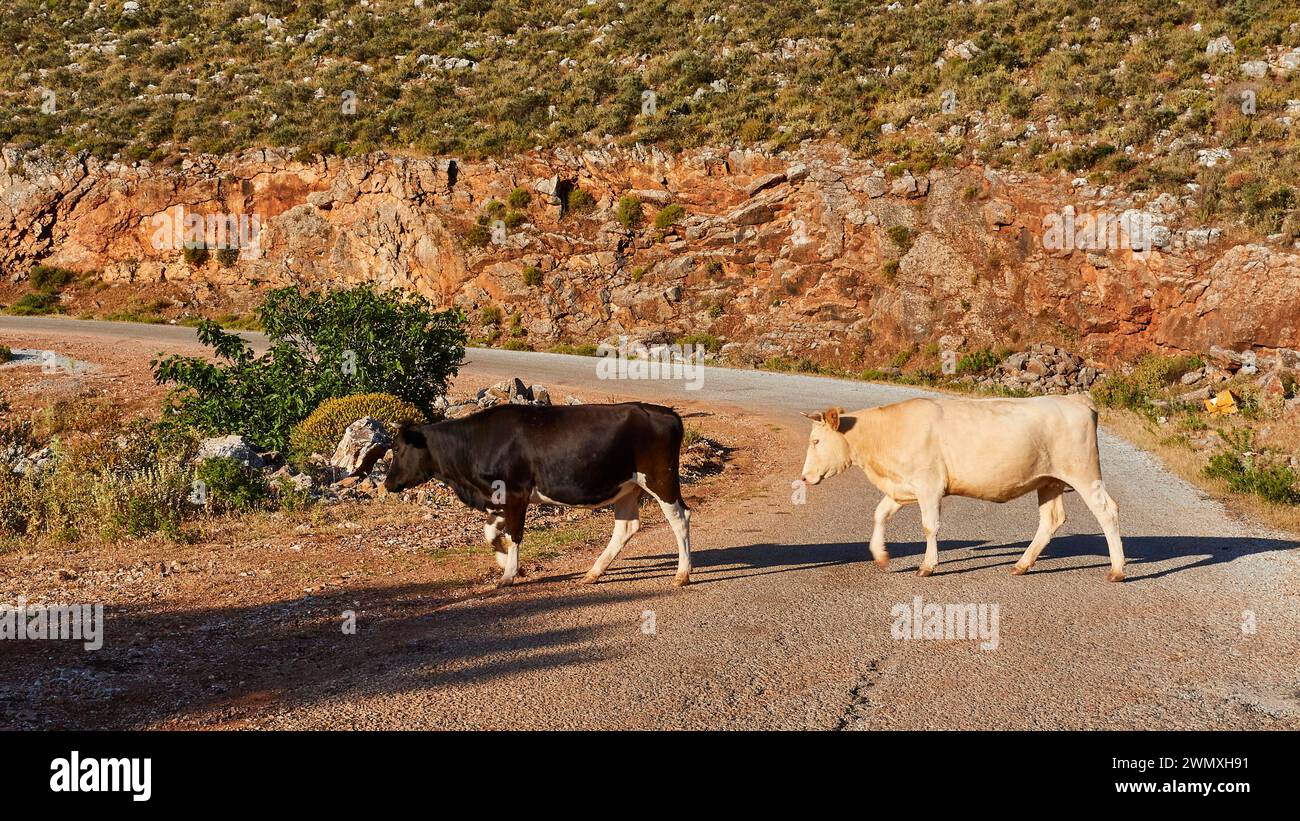 Deux vaches traversant une route ensoleillée avec un paysage rocheux en arrière-plan, animaux de ferme, péninsule de Mani, Péloponnèse, Grèce Banque D'Images