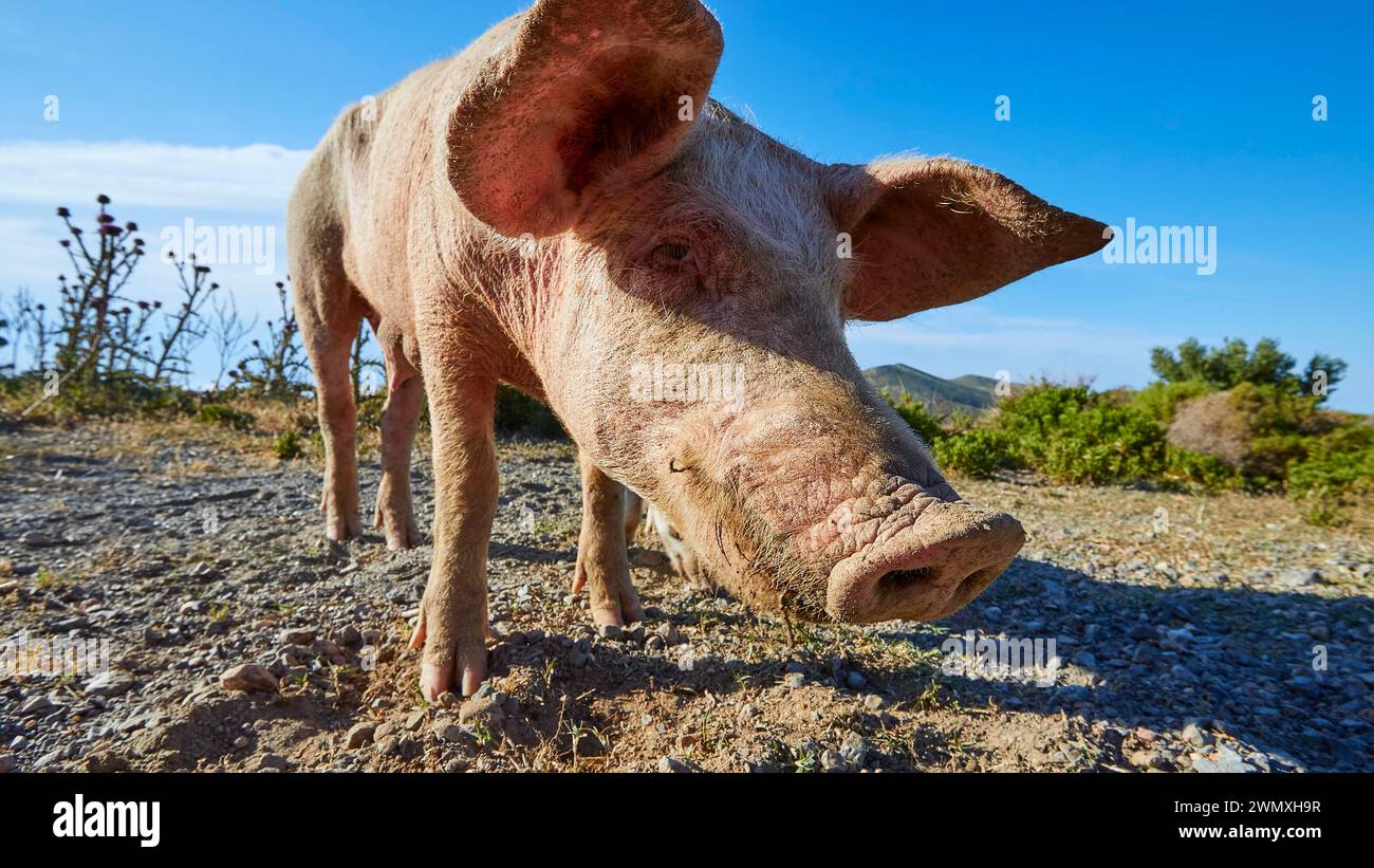 Un cochon curieux explore le paysage aride, les animaux de ferme, la péninsule de Mani, le Péloponnèse, la Grèce Banque D'Images