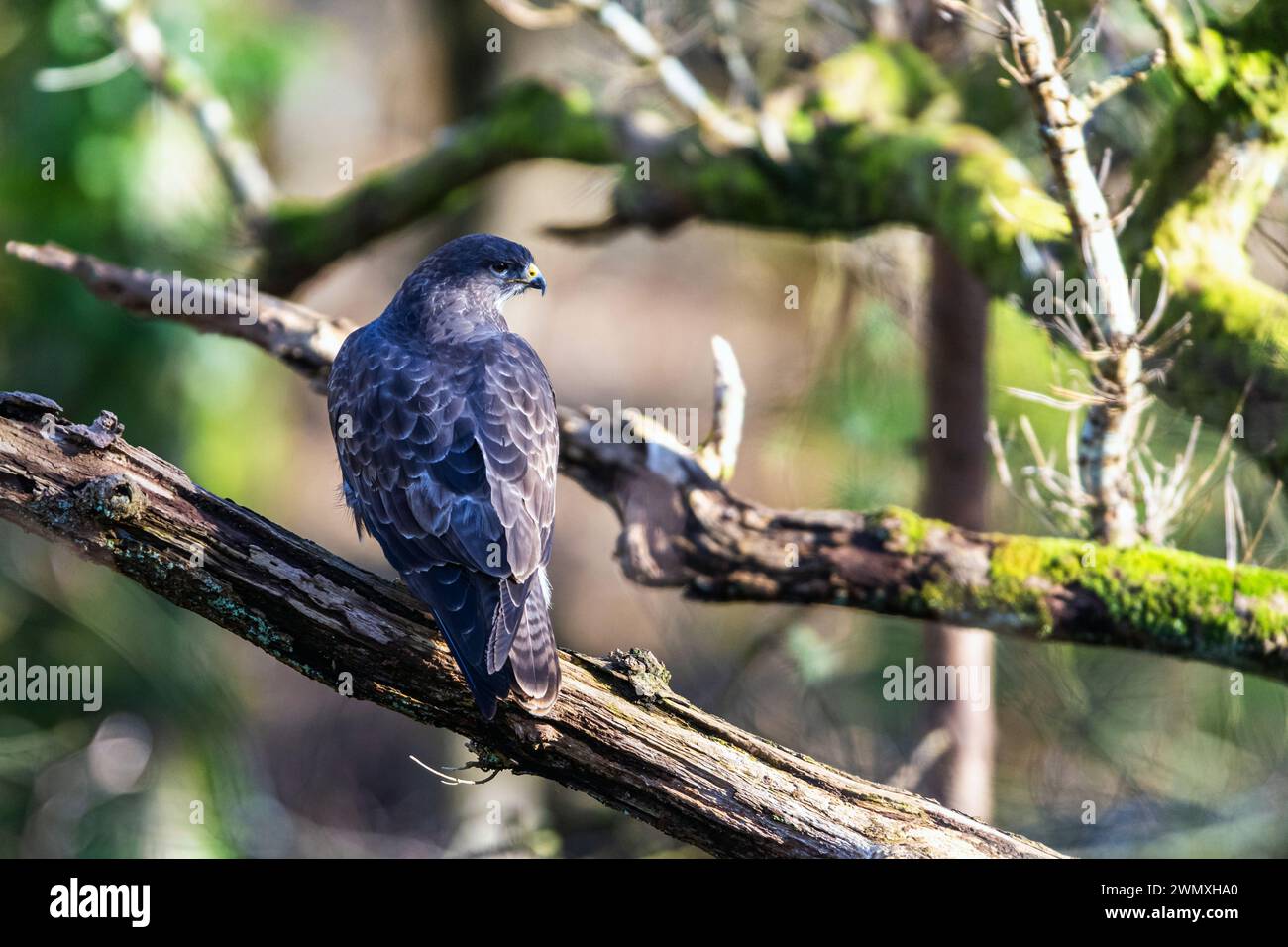 Buzzard commun, Buteo buteo dans la forêt en hiver Banque D'Images