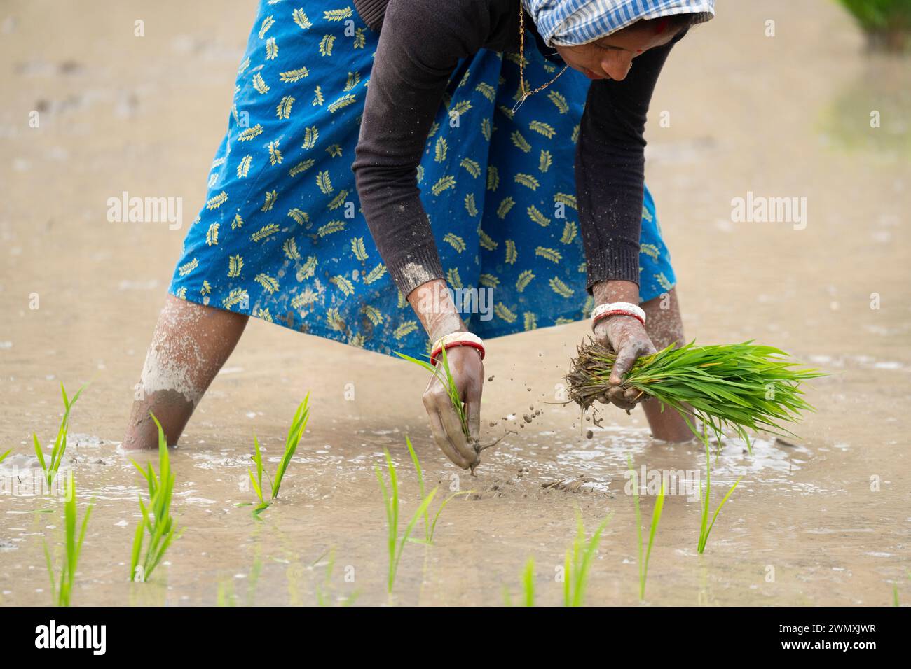 Morigaon, Inde. 20 février 2024. Des femmes plantent des jeunes pousses de riz dans une rizière le 20 février 2024 à Mayong, en Inde. La culture du riz y contribue Banque D'Images