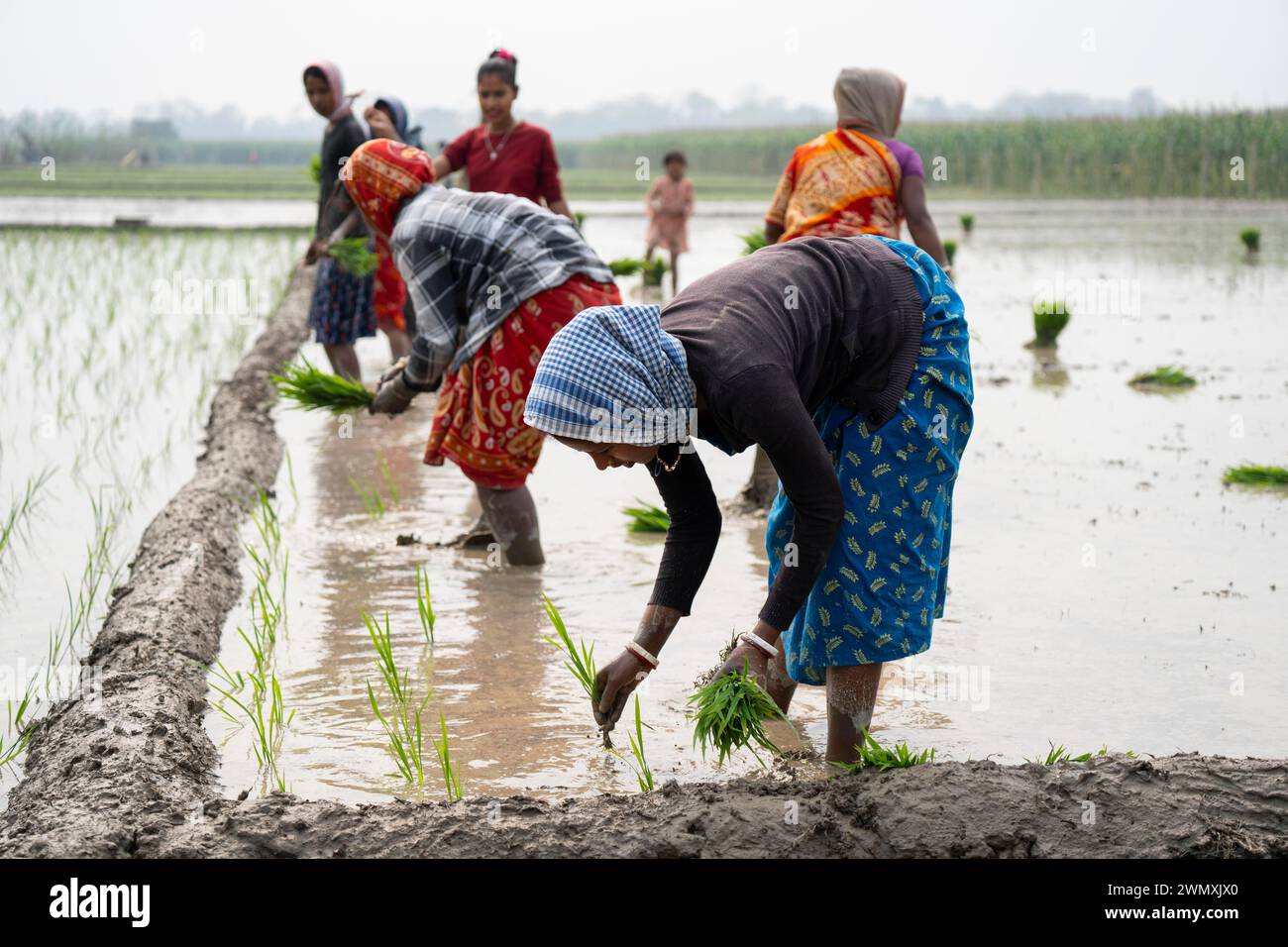 Morigaon, Inde. 20 février 2024. Des femmes plantent des jeunes pousses de riz dans une rizière le 20 février 2024 à Mayong, en Inde. La culture du riz y contribue Banque D'Images