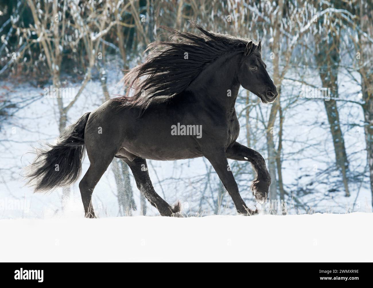 Cheval frison. Étalon noir galopant dans la neige. Allemagne Banque D'Images