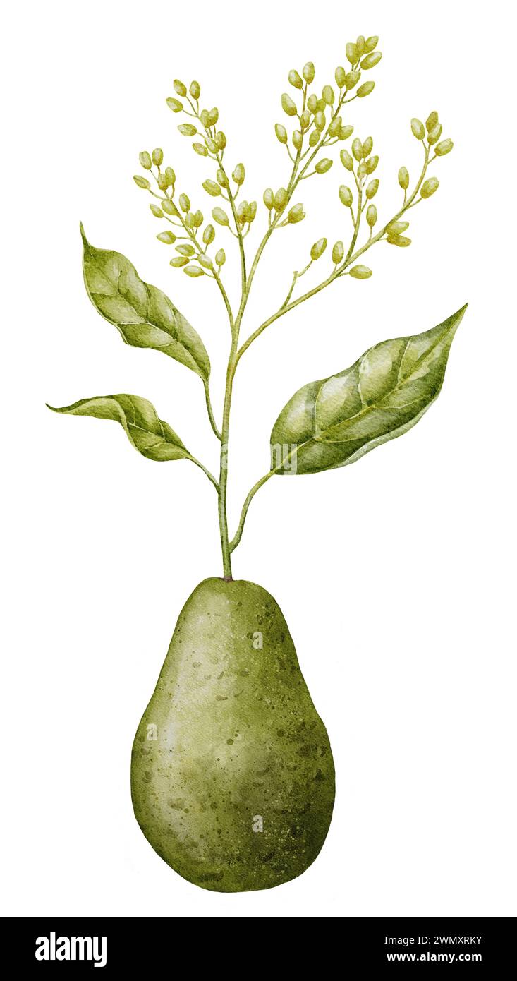 Illustration de l'aquarelle Sprout de plante d'avocat. Dessin botanique d'un arbre fruitier poussant à partir d'une graine. Peinture de légumes et de feuilles. Clipart dessiné à la main sur fond isolé. Jeune pousse pour cultiver de la nourriture Banque D'Images