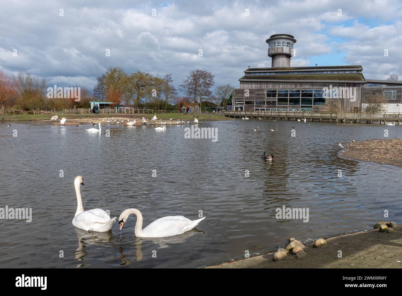 WWT Slimbridge Wetland Centre, vue sur la réserve faunique Wildfowl and Wetlands Trust et attraction touristique dans le Gloucestershire, Angleterre, Royaume-Uni Banque D'Images