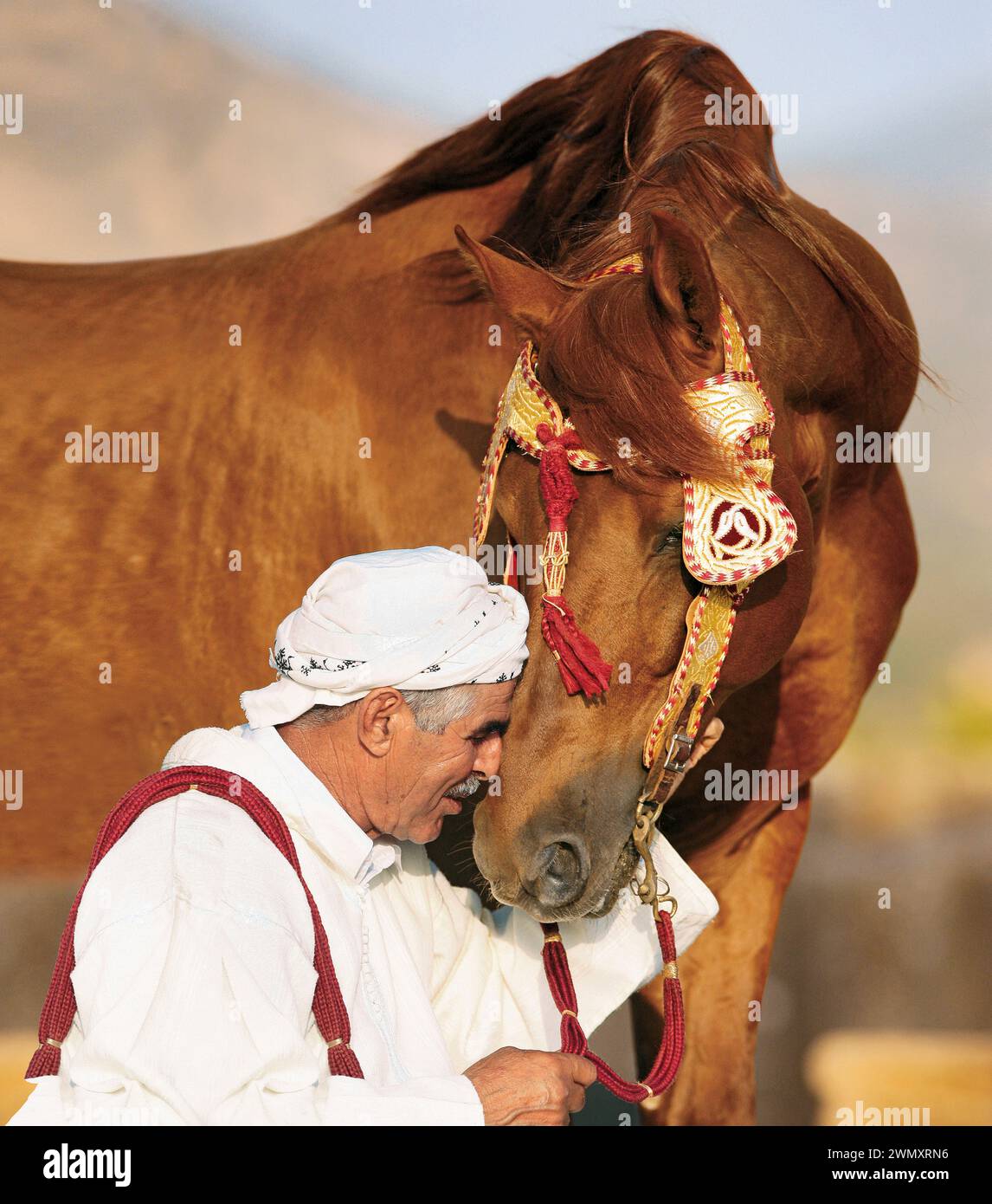 Une relation intime entre un marocain et son étalon berbère. Moroccoo Banque D'Images