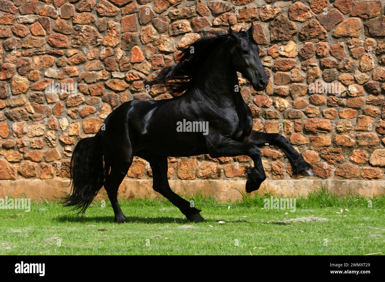Cheval frison. Puissant étalon de Geyerspan Stud dans un galop. Afrique du Sud Banque D'Images