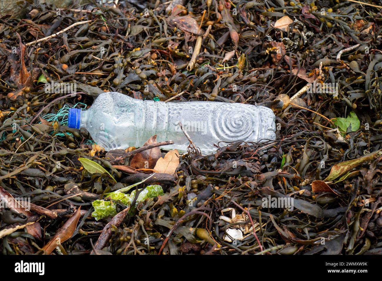 Bouteilles en plastique polluant la mer lavée avec la marée. Banque D'Images