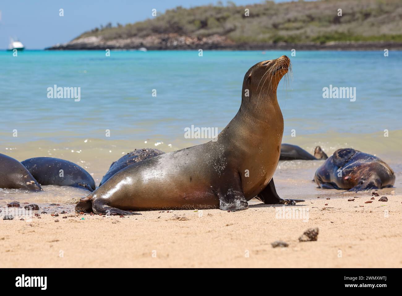 Colonie de lions de mer des Galapagos (Zalophus wollebaeki) vivant ensemble sur la plage de l'île de Santa Fe, Barrington Bay, Galapagos, Équateur Banque D'Images