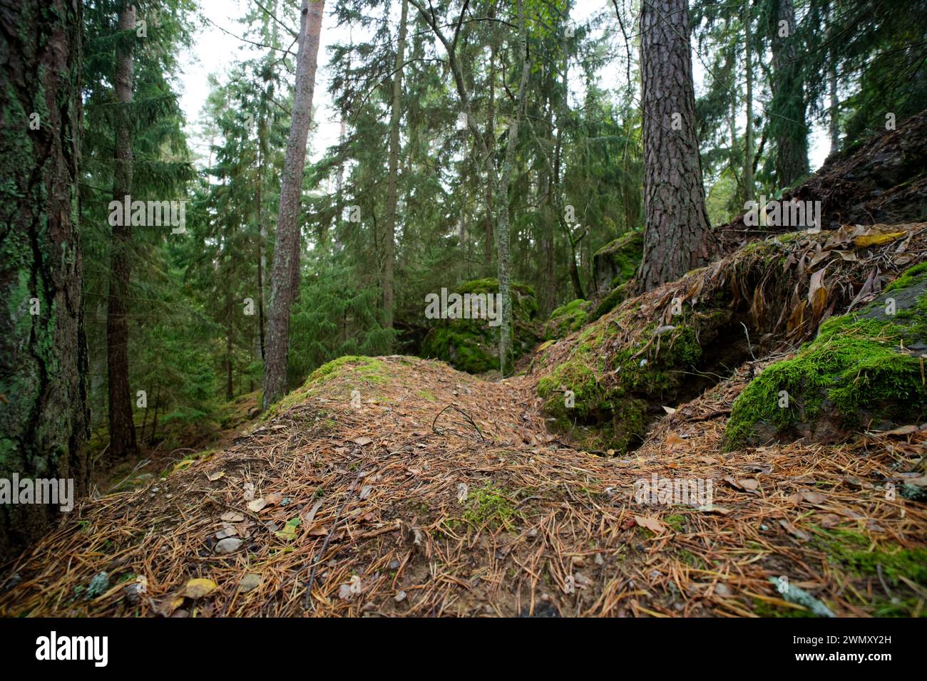 Sett du blaireau européen (Meles meles) dans une forêt, sauvage Finlande Banque D'Images
