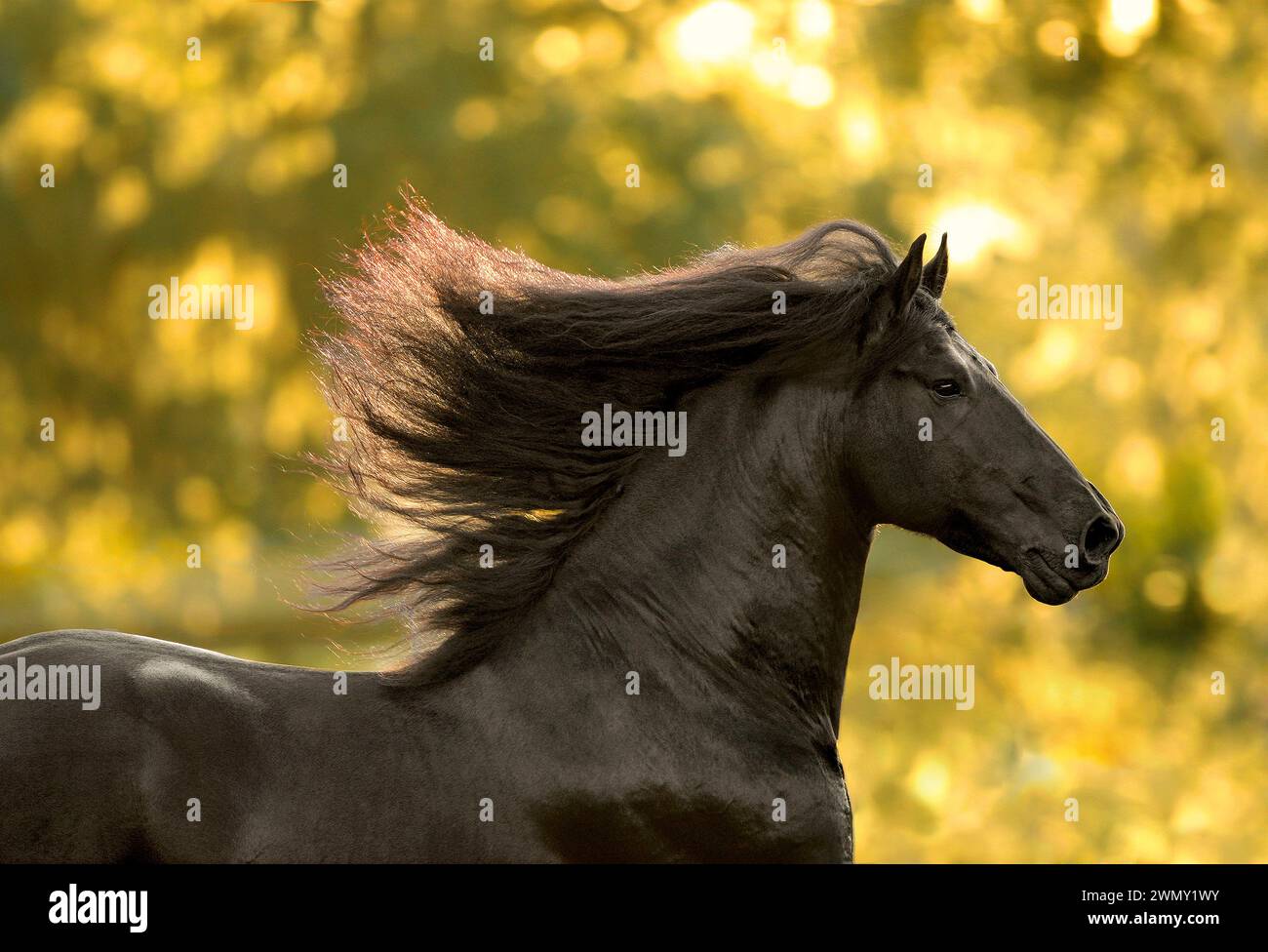 Étalon frisien mangeait avec une crinière volante dans la lumière dorée. ÉTATS-UNIS Banque D'Images
