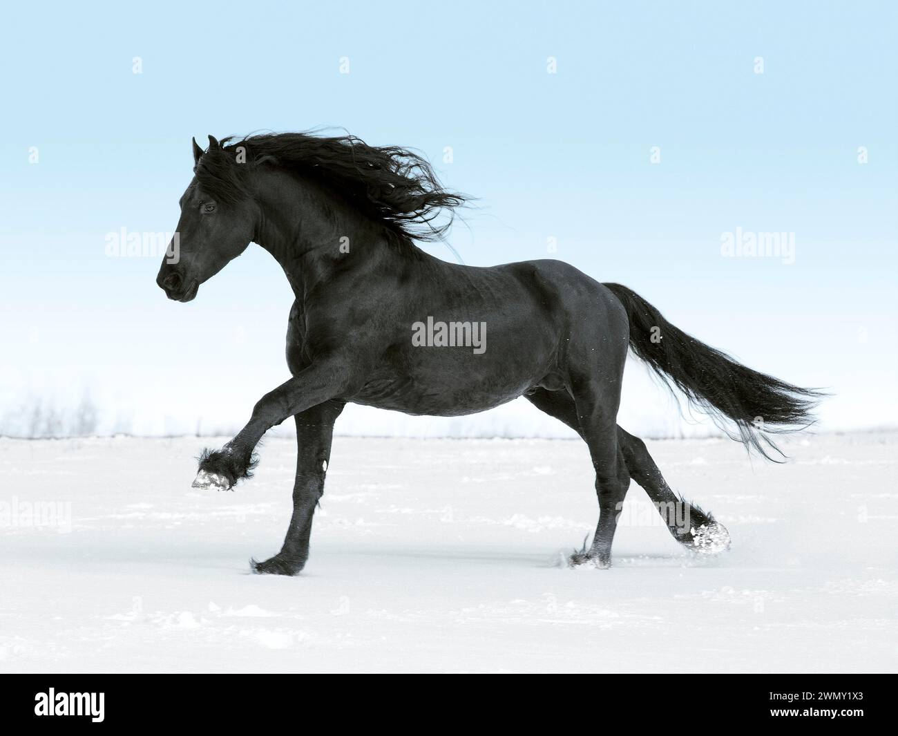 Étalon frisien Gismo galopant dans un paysage enneigé, Allemagne Banque D'Images