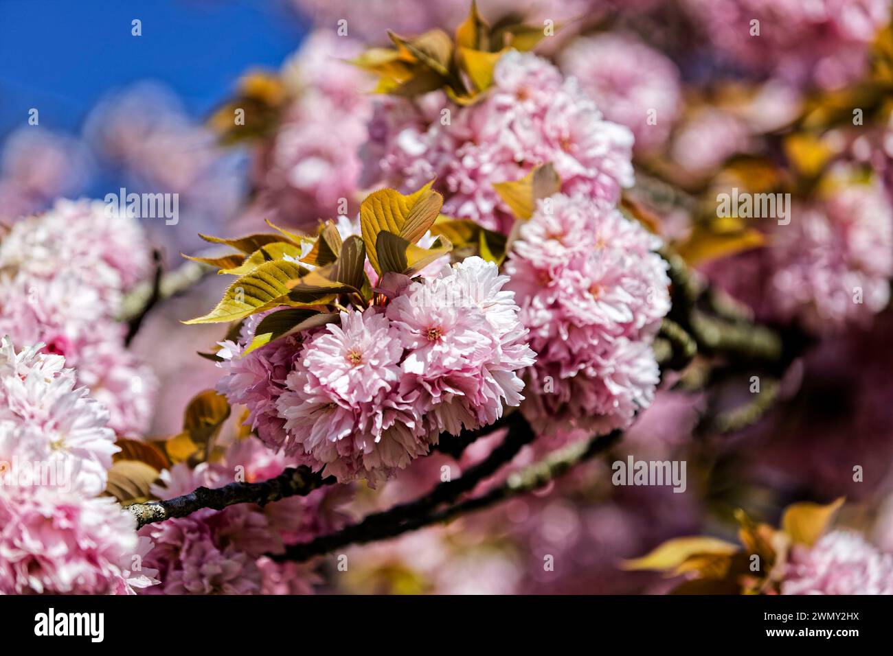 France, hauts de Seine, Sceaux, le Parc de Sceaux conçu par André le Nôtre à la fin du XVIIe siècle, Bosquet Nord, cerisiers en fleurs, Hanami, la fête des cerisiers en fleurs Banque D'Images