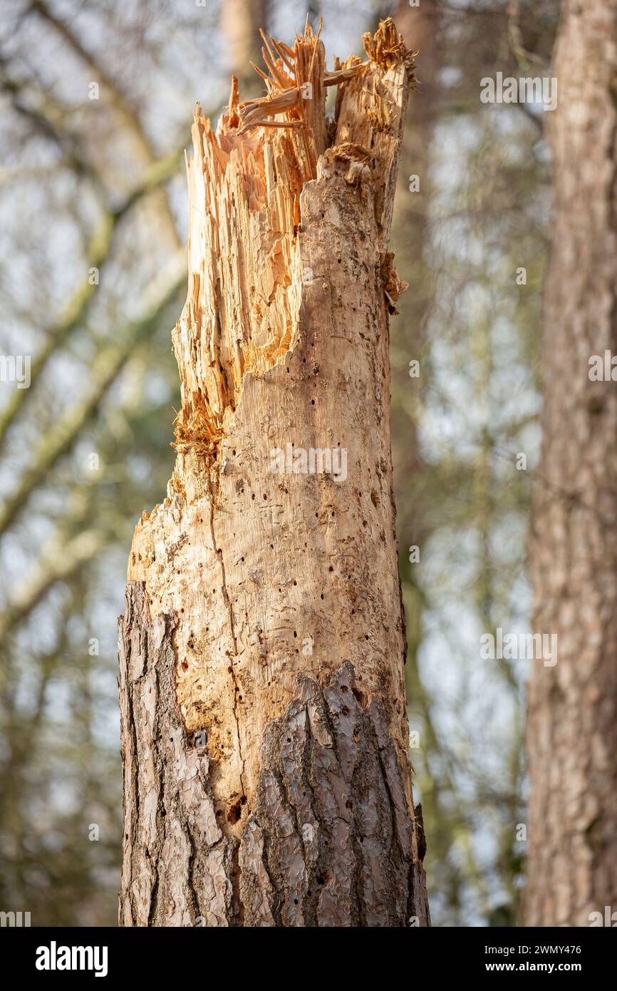 Souche restante d'un arbre tombé infestée de vers des bois : infestation de larves mangeuses de bois causant les dommages et chute subséquente due aux dommages. Banque D'Images