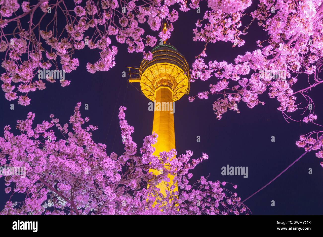 Vue nocturne du festival Cherry Blossom à Daegu E-World.Daegu, Corée du Sud. Banque D'Images