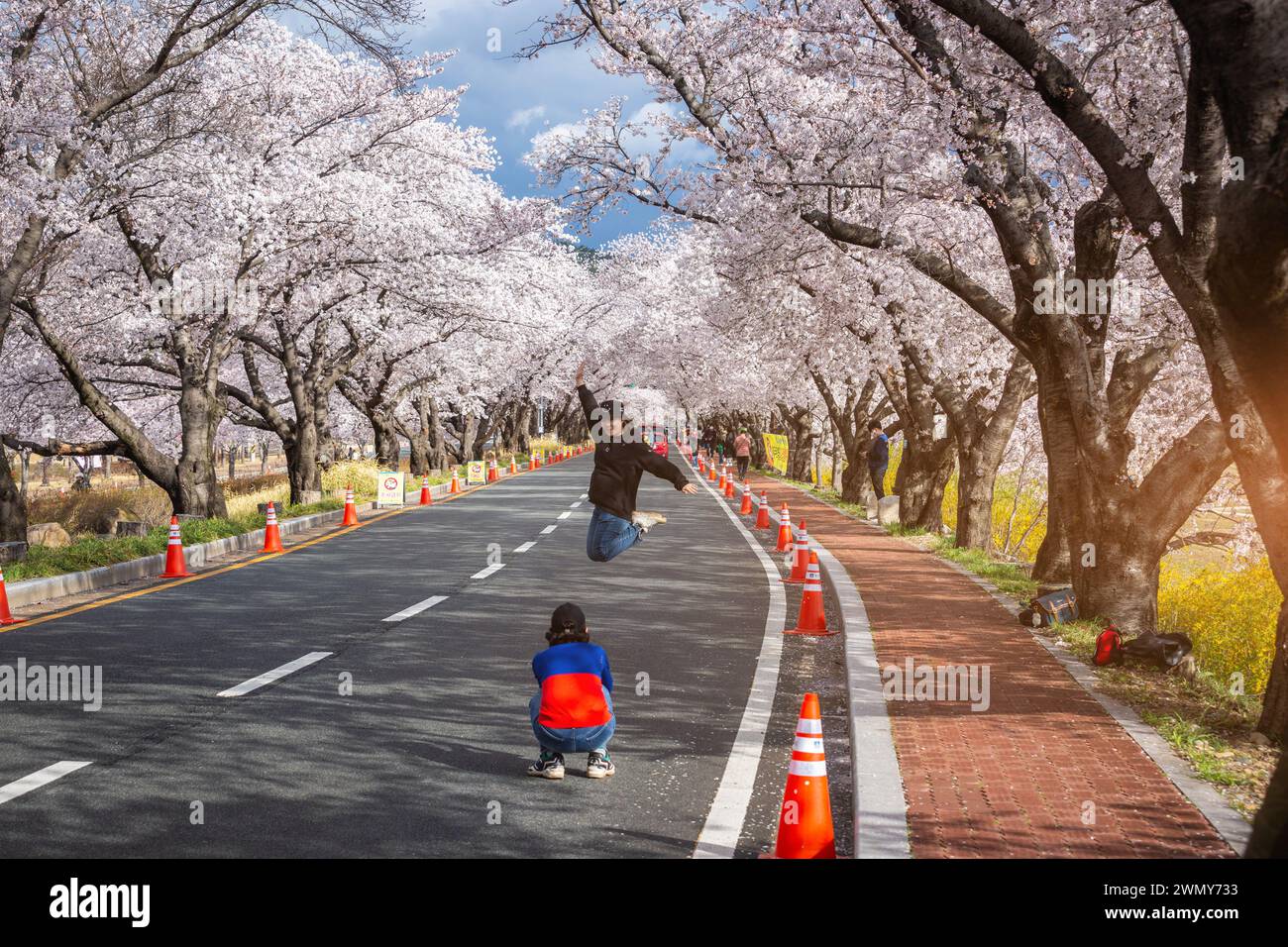 Touristes prenant des photos dans le tunnel des cerisiers en fleurs et des cerisiers des deux côtés de la route au festival des cerisiers en fleurs à Gyeongju, en Corée du Sud. Banque D'Images