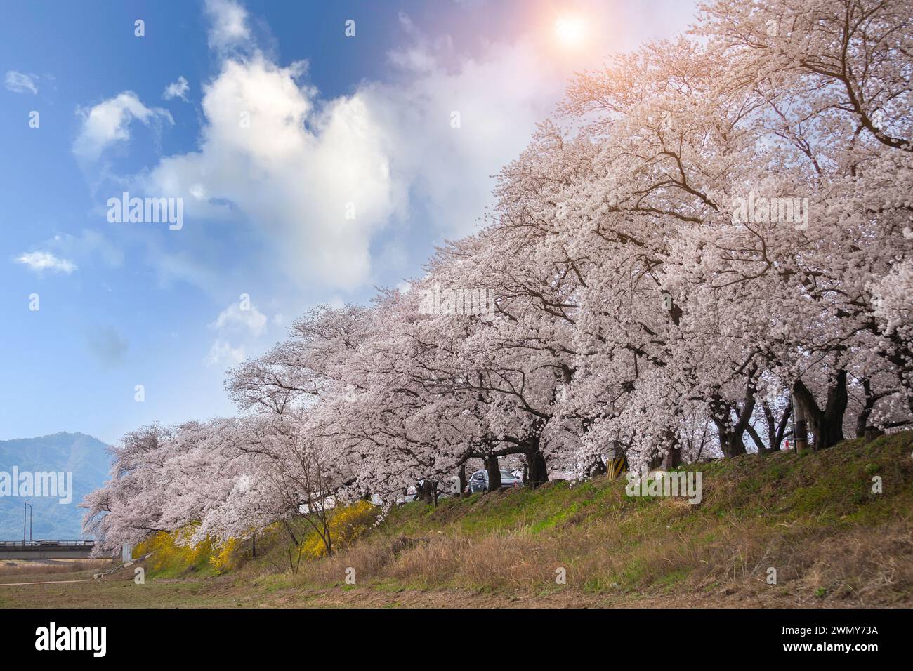 Belles rangées de cerisiers le long de la route et cerisiers en fleurs en pleine floraison dans la ville de Gyeongju, Corée du Sud Banque D'Images