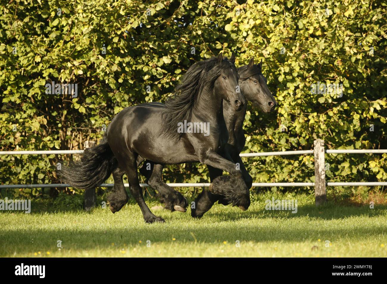 Cheval frison. Deux étalons juvéniles galopant dans un pâturage. Allemagne Banque D'Images
