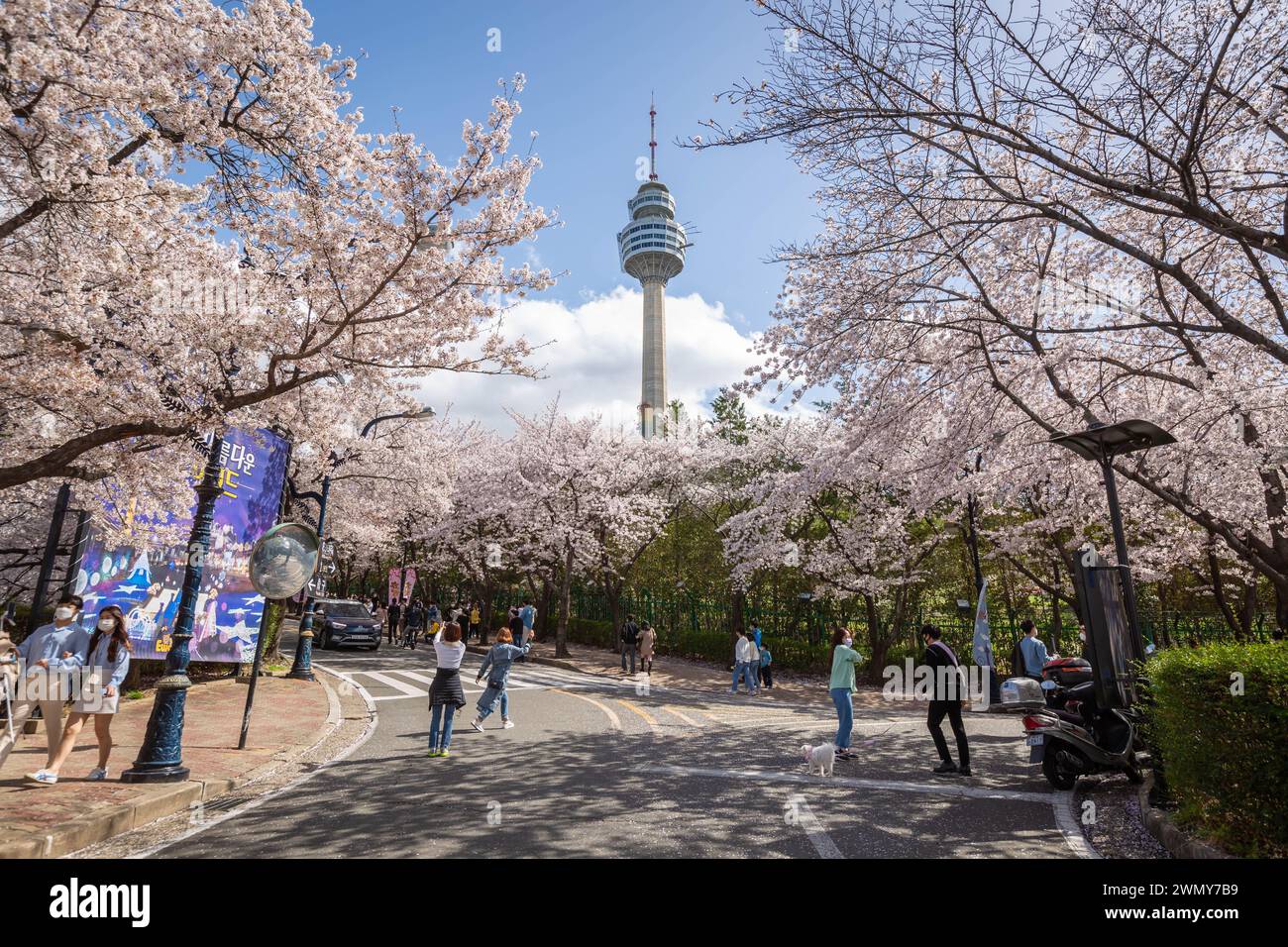 Les cerisiers fleurissent au printemps à E-World 83 Tower, une destination touristique populaire. À Daegu, Corée du Sud. Banque D'Images