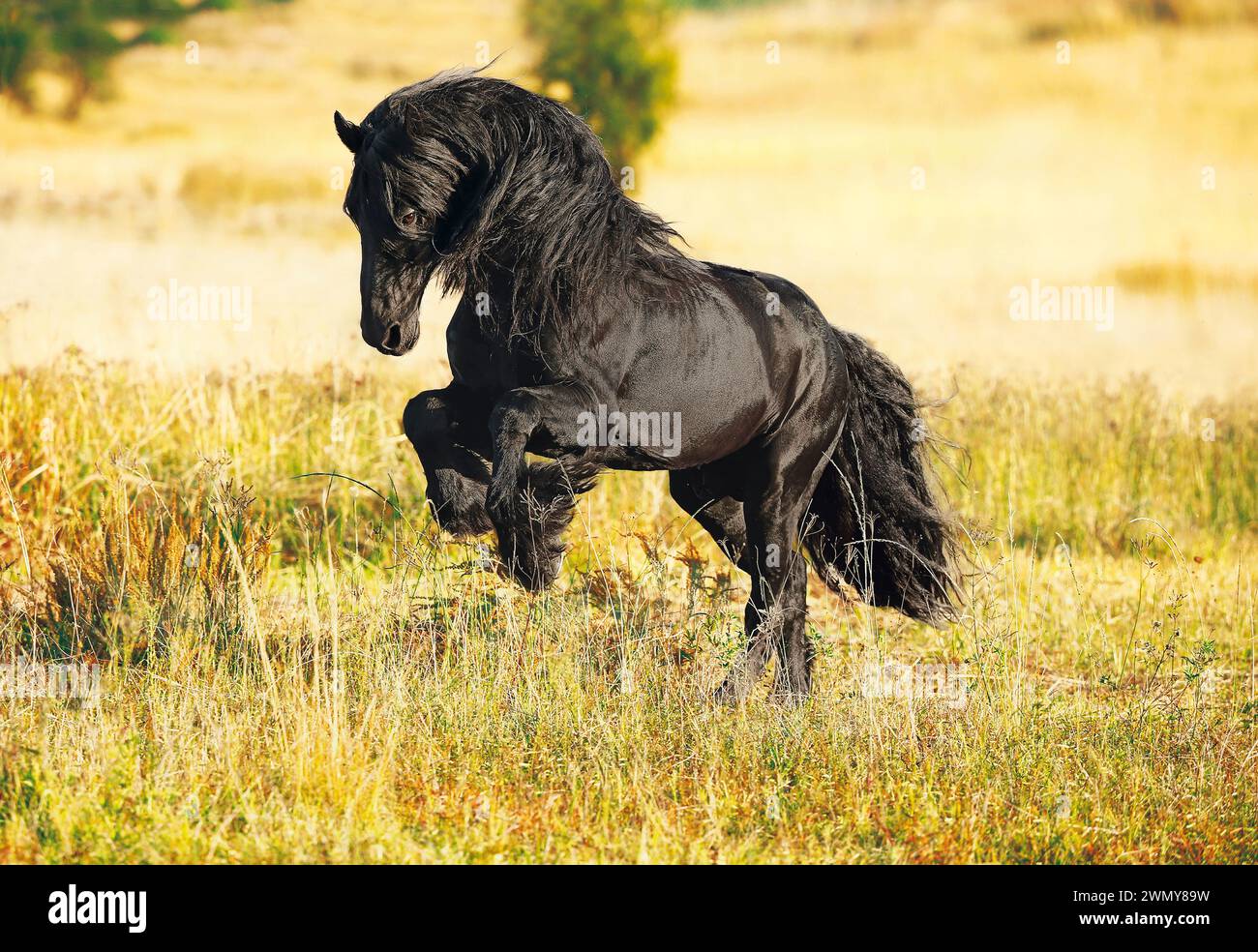 Cheval frison. Étalon dans un galop dans la savane. Afrique du Sud Banque D'Images