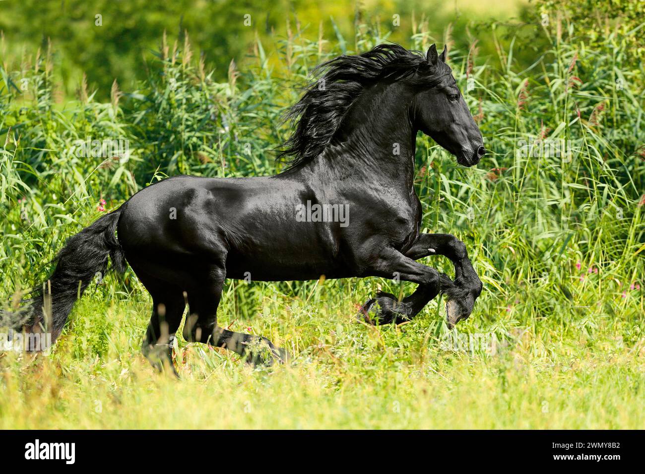Cheval frison. Étalon dans un galop. Allemagne Banque D'Images