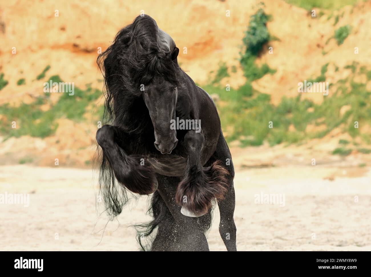 Cheval frison. Étalon noir sautant dans une plage. ÉTATS-UNIS Banque D'Images