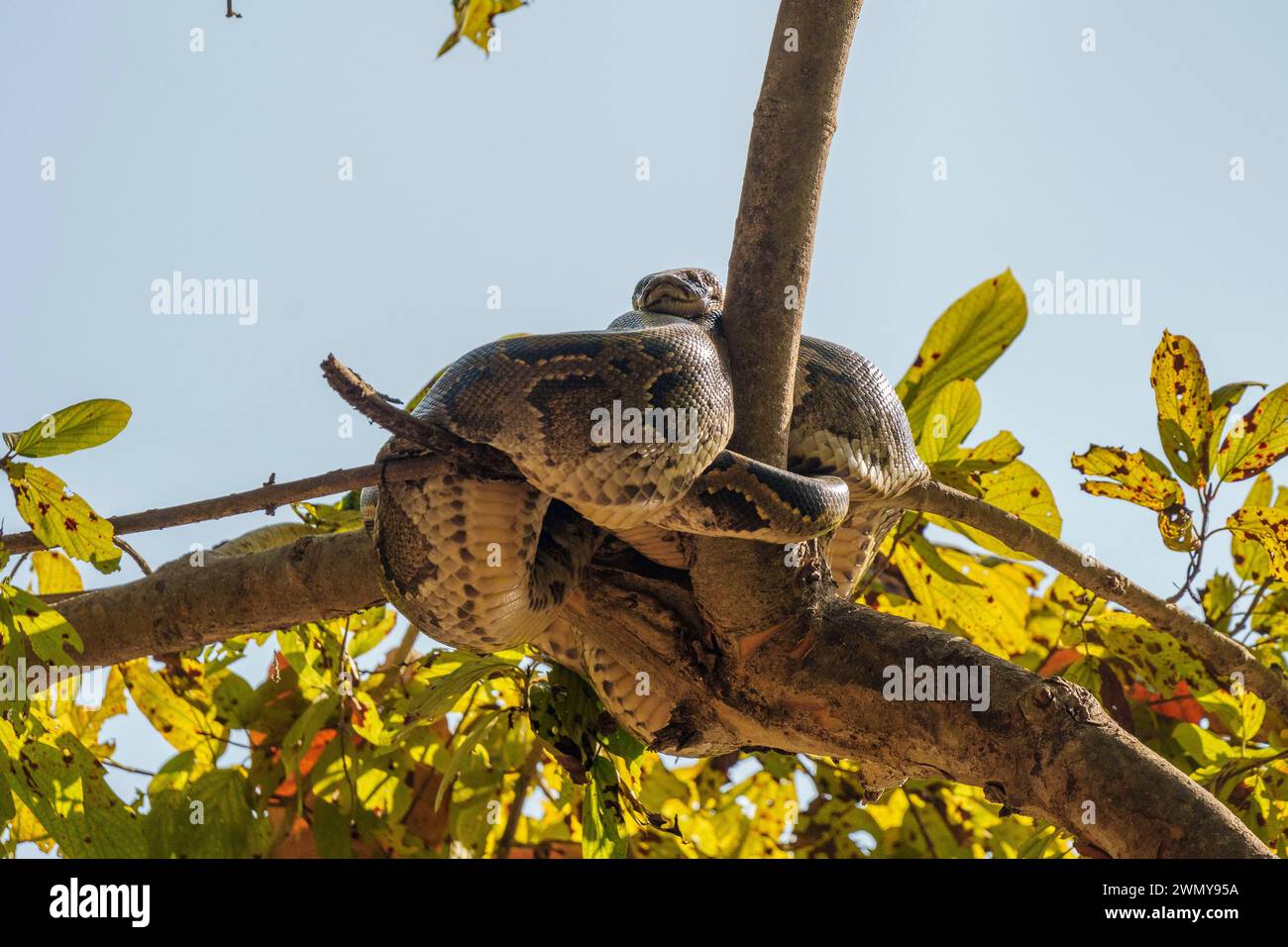 Népal, région du Teraï, parc national de Bardia ou Bardiya, forêt, python indien (Python molurus), reposant dans un arbre près d'un trou d'eau Banque D'Images