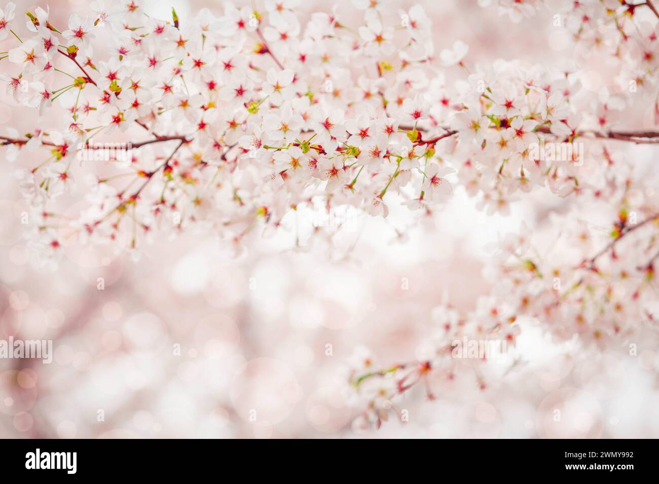 Fleur de cerisier au printemps pour l'arrière-plan ou espace de copie pour le texte Banque D'Images