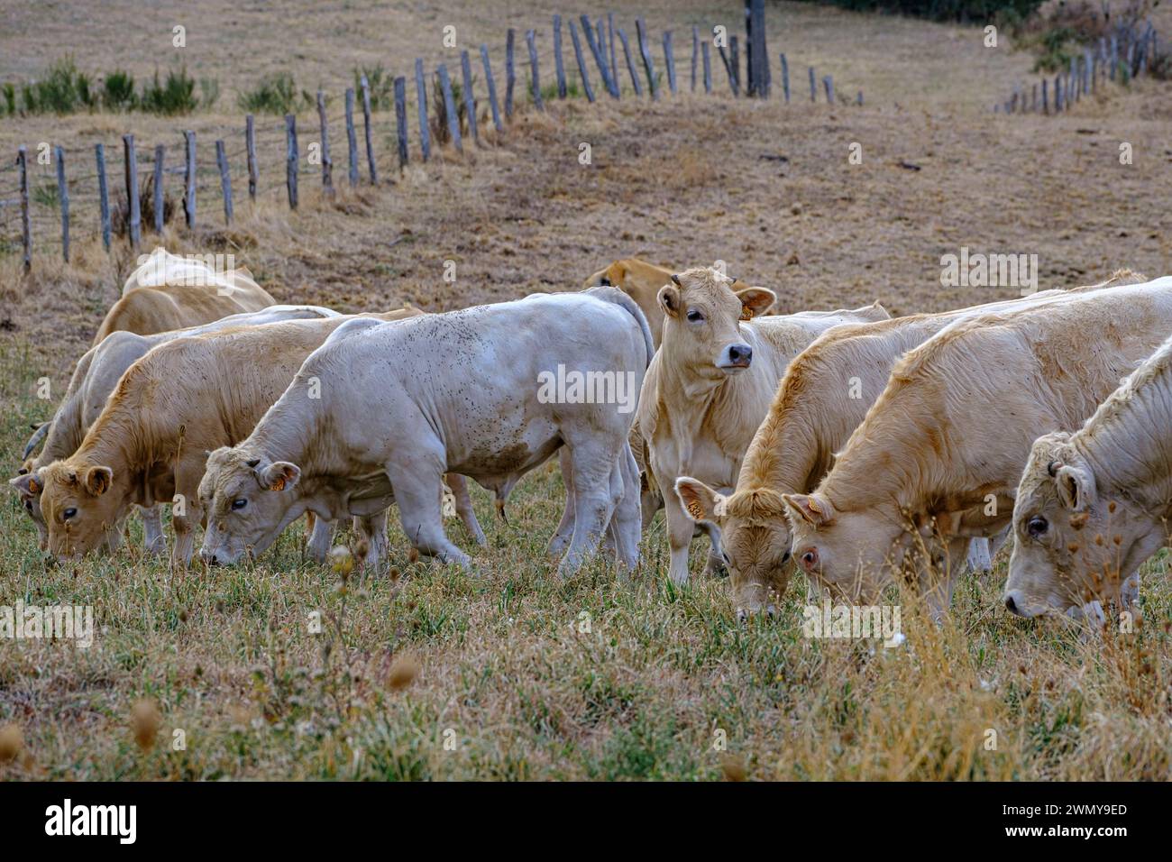 France, Aveyron, Florentin-la-Capelle, Puy de Montabes, vaches Aubrac Banque D'Images