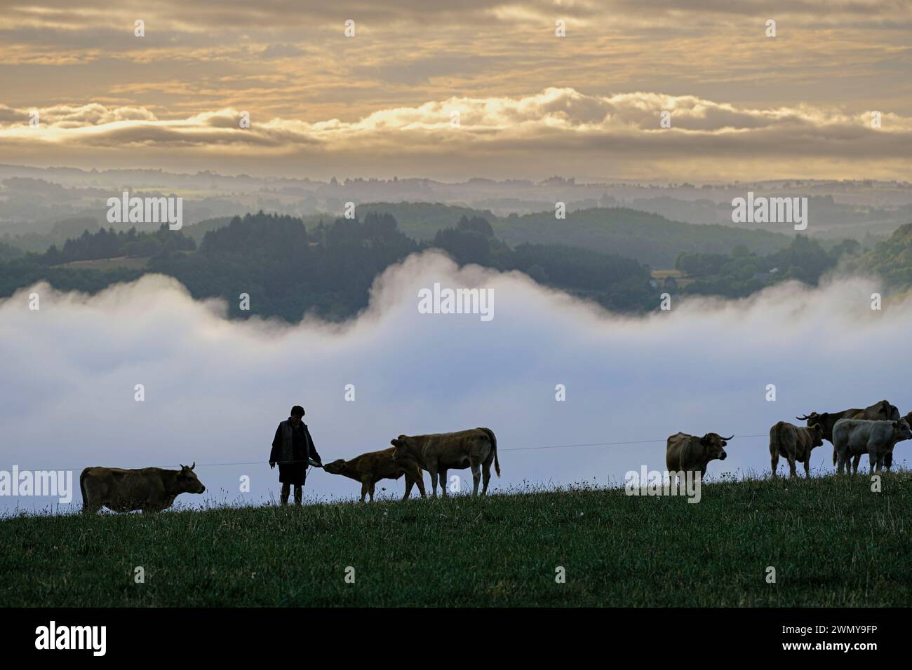 France, Occitanie, Aveyron, Campouriez, vaches Aubrac Banque D'Images