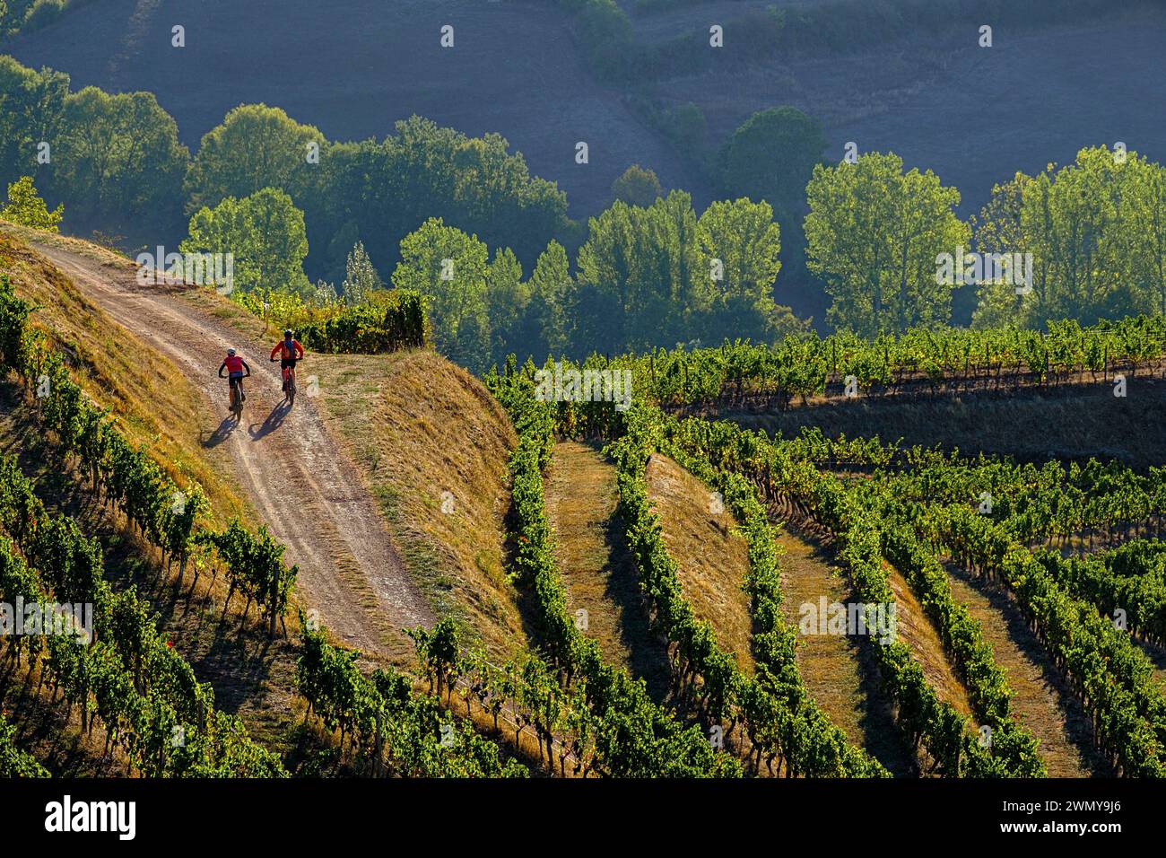 France, Occitanie, Aveyron, Marcilla-Vallon, vignoble en terrasse Banque D'Images