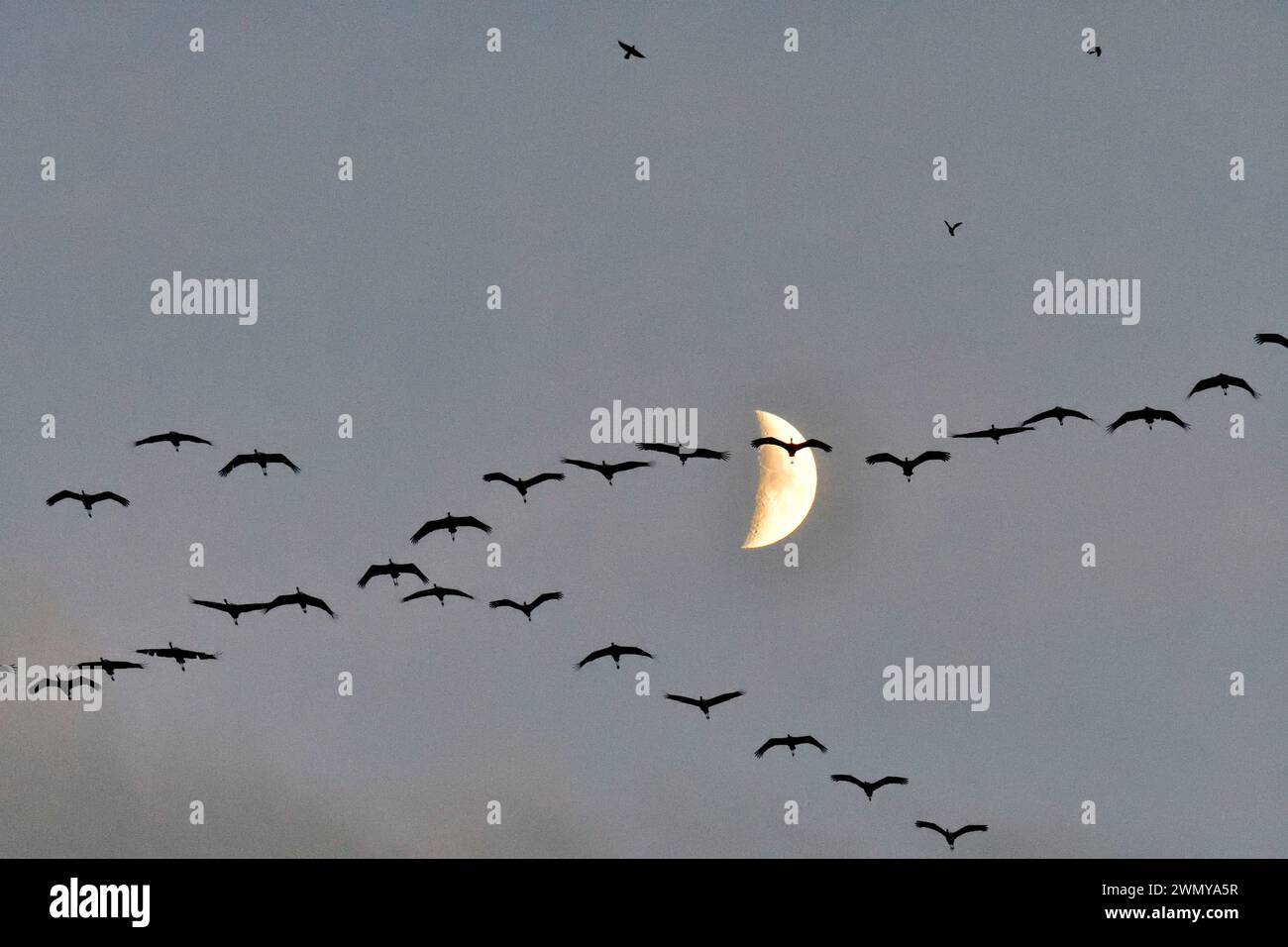 France, haute-Marne, Lac du Der, grues de sable (Grus grus) en vol passant devant un croissant de lune Banque D'Images