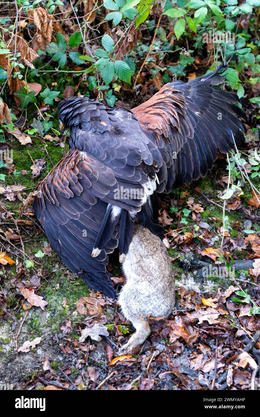 France, Ille et Vilaine, le Rheu, Golf de la Freslonnière, fauconnerie, chasse aux lapins sauvages avec des oiseaux de proie et à l'aide de furets, faucon d'Harris (Parabuteo unicinctus) ayant capturé un lapin Banque D'Images