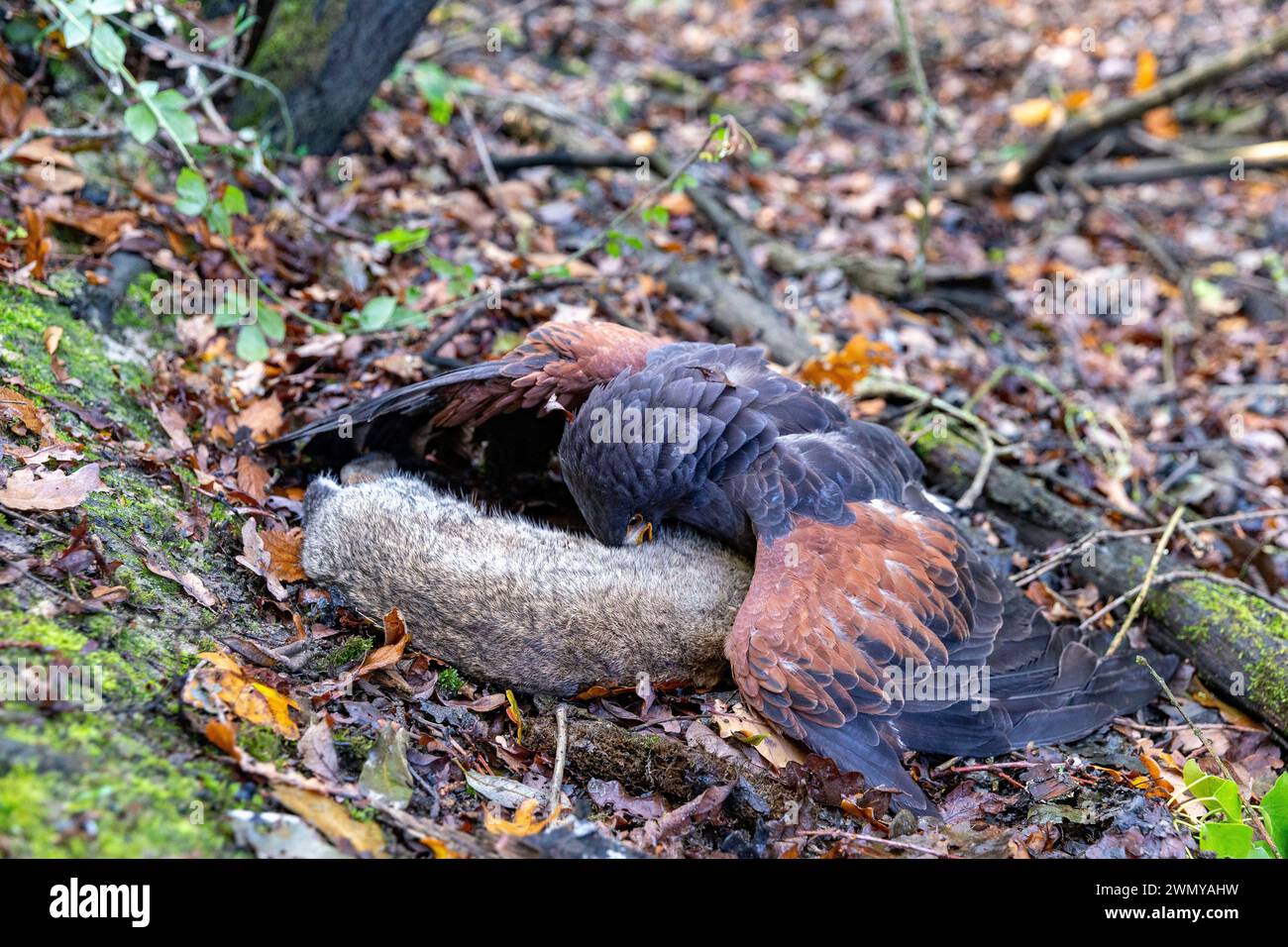 France, Ille et Vilaine, le Rheu, Golf de la Freslonnière, fauconnerie, chasse aux lapins sauvages avec des oiseaux de proie et à l'aide de furets, faucon d'Harris (Parabuteo unicinctus) ayant capturé un lapin Banque D'Images