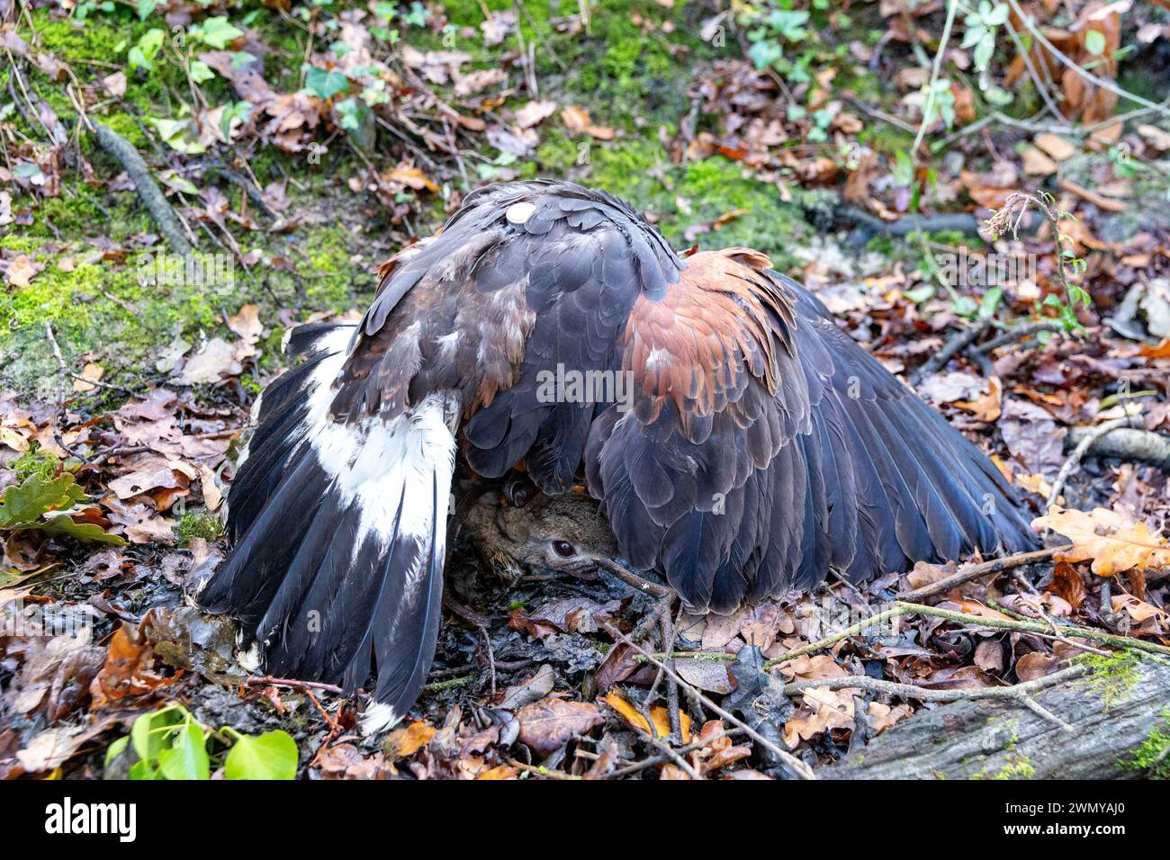 France, Ille et Vilaine, le Rheu, Golf de la Freslonnière, fauconnerie, chasse aux lapins sauvages avec des oiseaux de proie et à l'aide de furets, faucon d'Harris (Parabuteo unicinctus) ayant capturé un lapin Banque D'Images