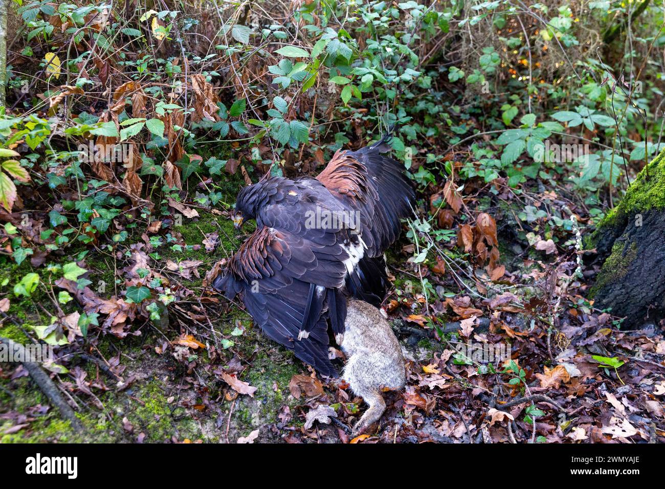 France, Ille et Vilaine, le Rheu, Golf de la Freslonnière, fauconnerie, chasse aux lapins sauvages avec des oiseaux de proie et à l'aide de furets, faucon d'Harris (Parabuteo unicinctus) ayant capturé un lapin Banque D'Images