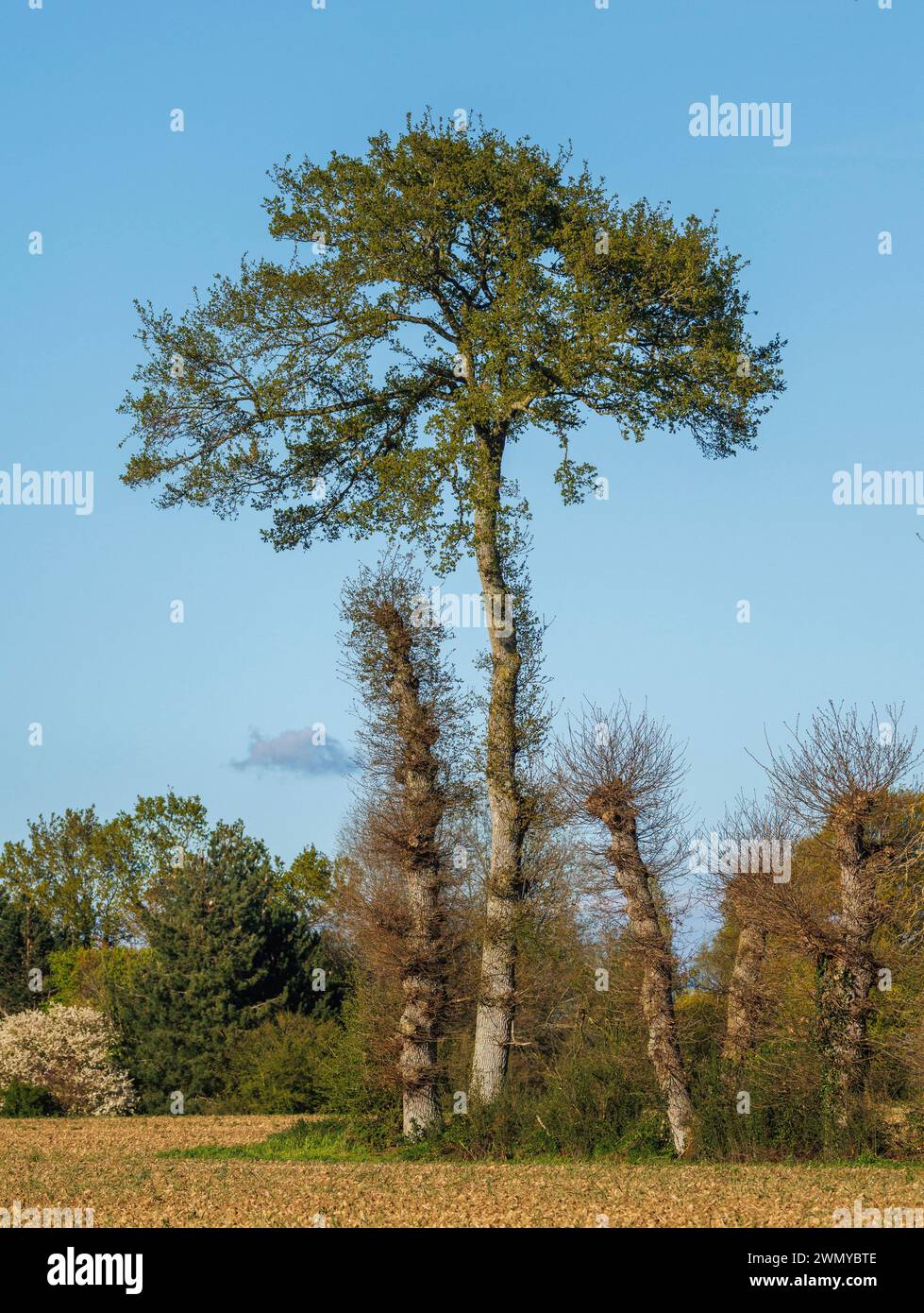 France, Ille et Vilaine, chênes sur un remblai au bord d'un chemin, les arbres sont taillés en têtards, les branches sont utilisées pour le bois de chauffage, et la fin du printemps Banque D'Images