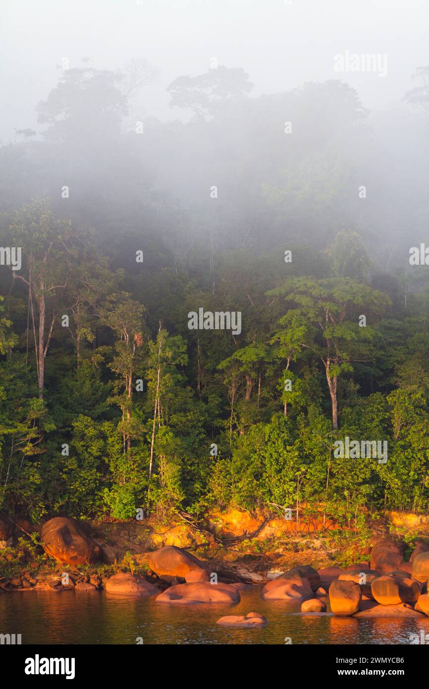 France, Guyane, mission de collecte de venin du laboratoire Venometech, petit saut, forêt amazonienne Banque D'Images