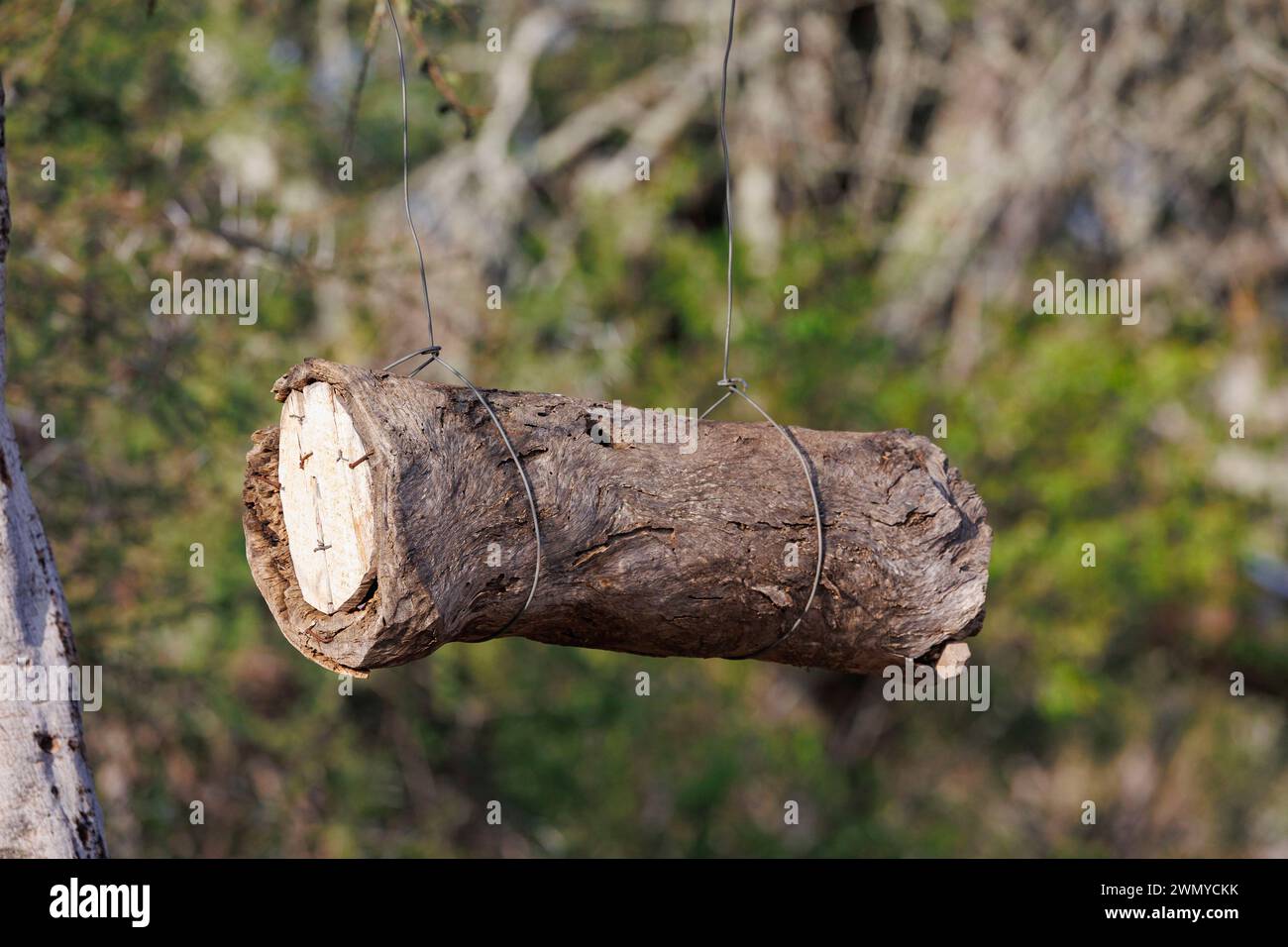 Kenya, comté de Laïkipia, savane arbuste sèche, rucher, tronc d'arbre creux aménagé pour les abeilles fabriquant du miel Banque D'Images