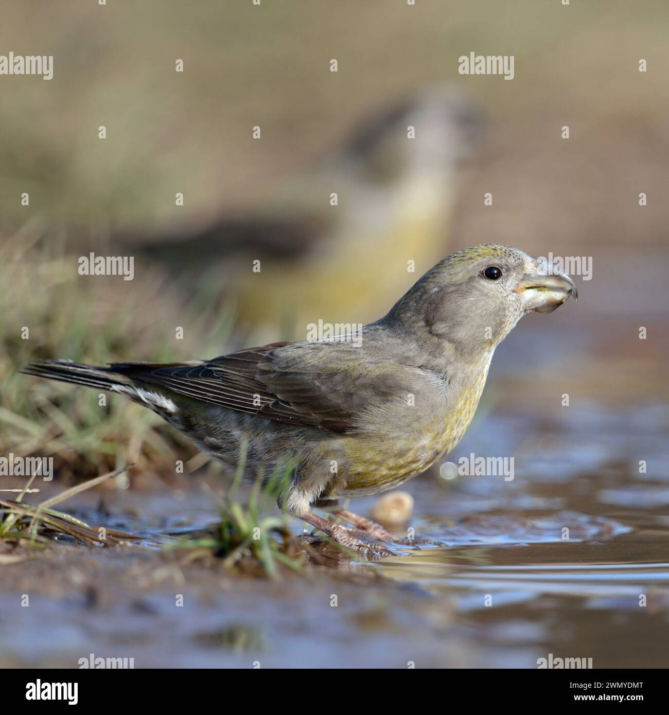 Bec croisé de perroquet / bec croisé ( Loxia pytyopsittacus ) boire dans une flaque d'eau, faune, Europe. Banque D'Images