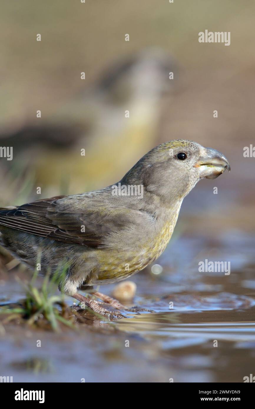 Bec croisé de perroquet / bec croisé ( Loxia pytyopsittacus ) boire dans une flaque d'eau, faune, Europe. Banque D'Images