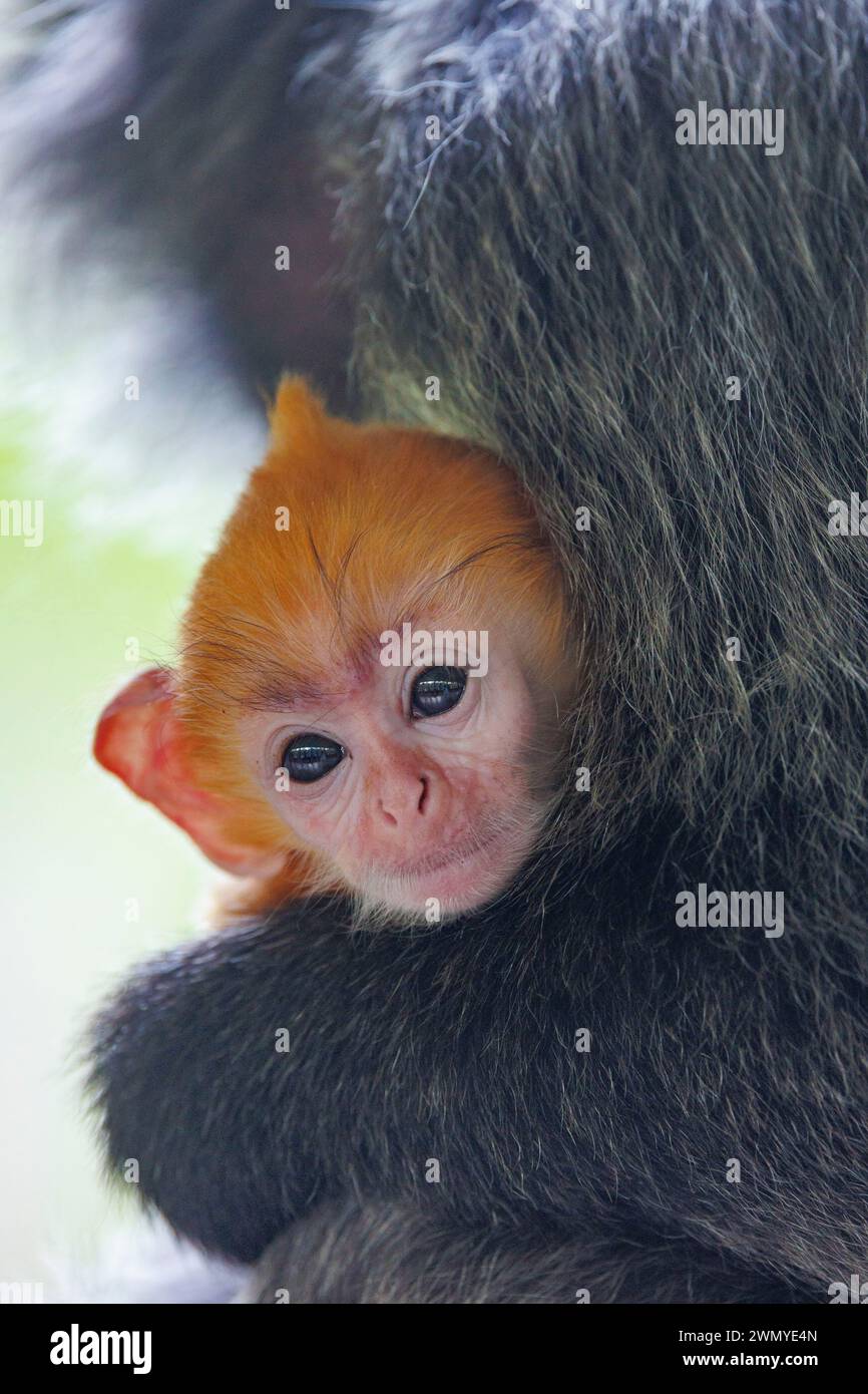Malaisie, Bornéo, Sabah, réserve de la baie de Labuk, singe argenté à feuilles argentées ou Langur argenté (Trachypithecus cristatus), bébé ( orange en c Banque D'Images