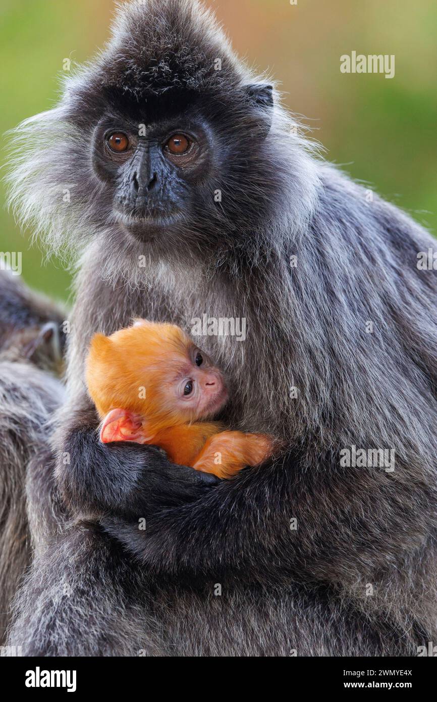 Malaisie, Bornéo, Sabah, réserve de la baie de Labuk, singe argenté ou feuille argentée ou Langur argenté (Trachypithecus cristatus), bébé (couleur orange) avec la mère Banque D'Images