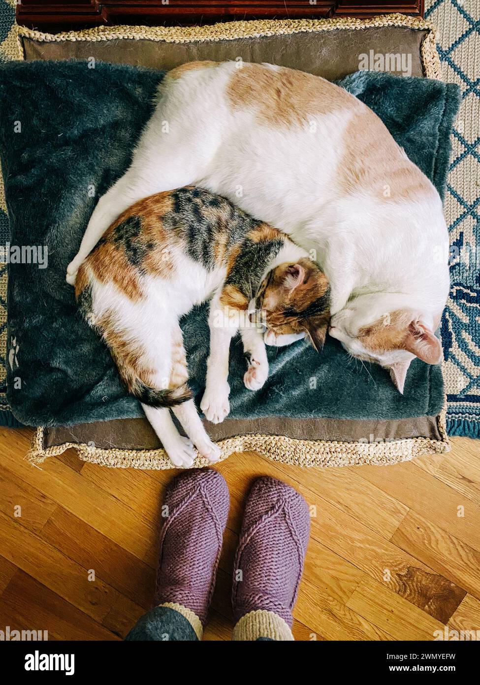 Deux chats paisibles se blottissent étroitement pendant qu'ils font la sieste sur un lit moelleux, avec une personne debout à proximité dans des pantoufles tricotées accueillantes Banque D'Images