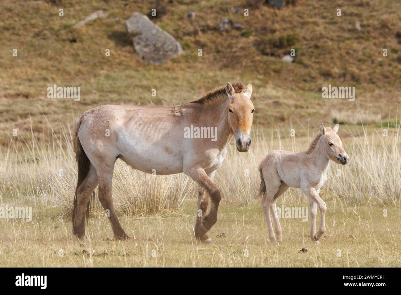 Mongolie, parc national de Hustai, cheval de Przewalski ou cheval sauvage mongol ou cheval dzungarien ( Equus przewalskii ou Equus ferus przewalskii), réintroduit à partir de 1993 dans le parc national de Khustain Nuruu, femelle et bébé Banque D'Images