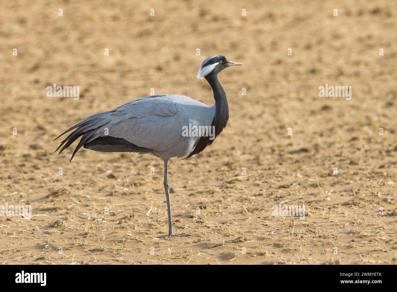 Mongolie, partie centrale, steppe transformée en cultures, steppe, grue Demoiselle ou Demoiselle numidienne (Grus virgo), nichant dans des parties non labourées Banque D'Images