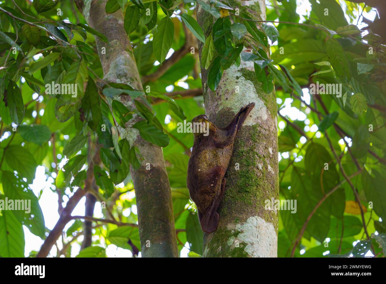 Malaisie, Bornéo, Sabah, centre de réhabilitation de Sepilok, Sunda Flying Lemur (Galeopterus variegatus), également connu sous le nom de Sunda colugo, lémurien volant malais et colugo malais, accroché à un tronc d'arbre Banque D'Images