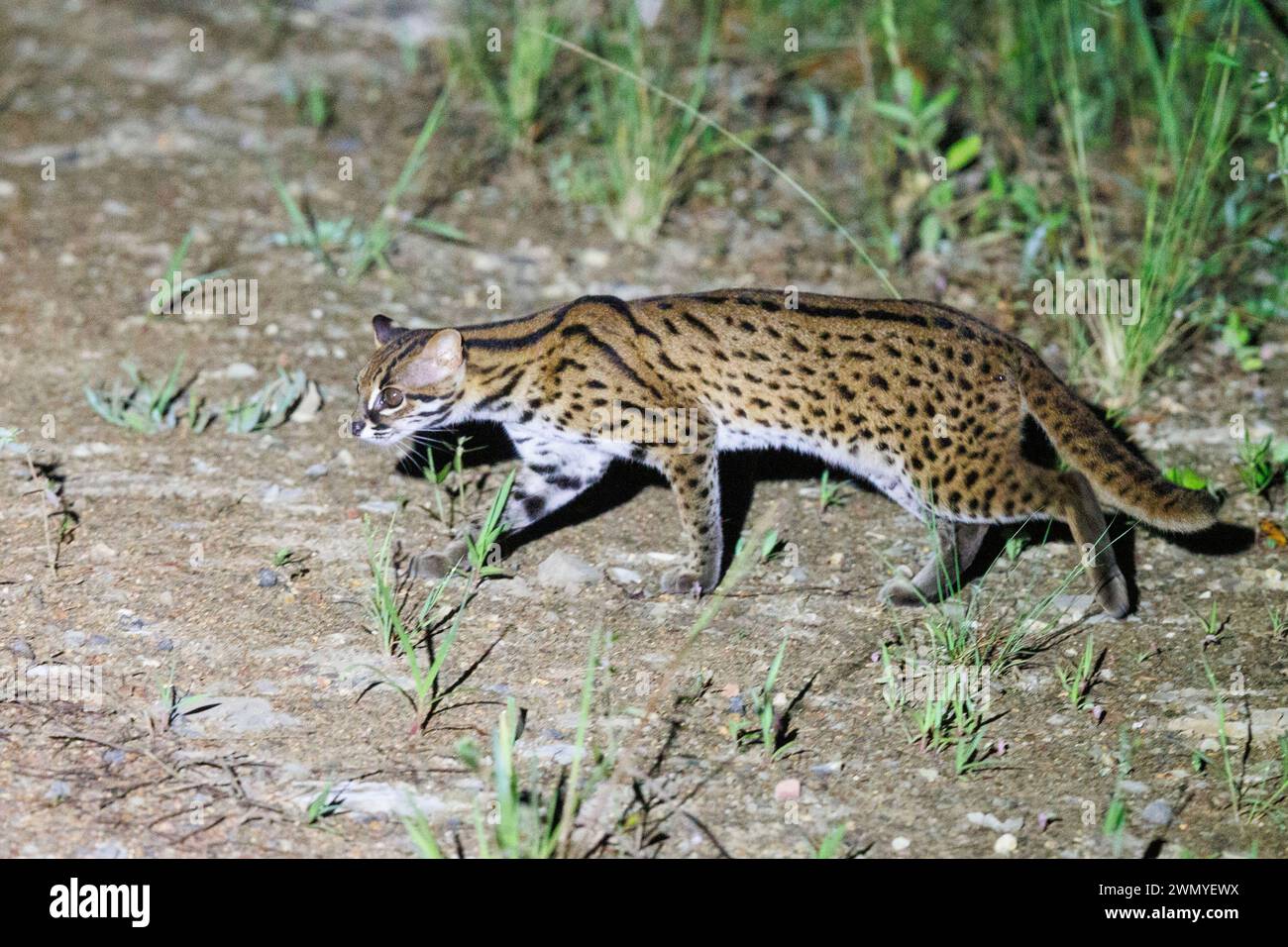 Malaisie, Bornéo, Sabah, réserve naturelle de Tabin, chat léopard (Prionailurus bengalensis) , chasse dans l'herbe la nuit Banque D'Images